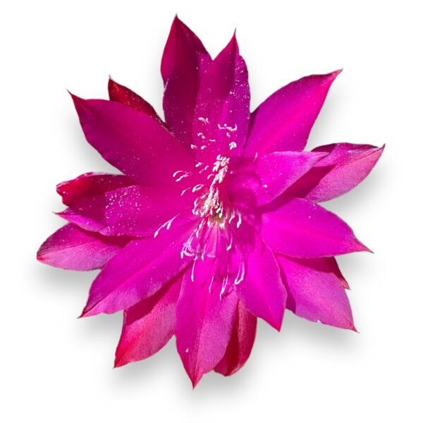 Aretes de Flor de schlumbergera - Imagen 2
